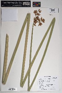 Schoenoplectus acutus image