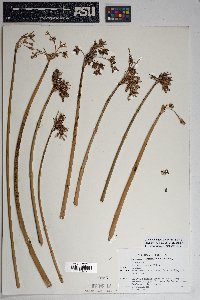 Schoenoplectus acutus image