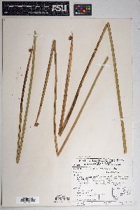 Schoenoplectus americanus image