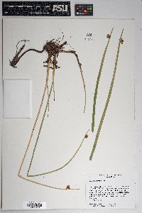 Schoenoplectus americanus image