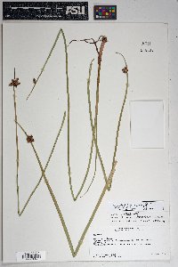 Schoenoplectus americanus image