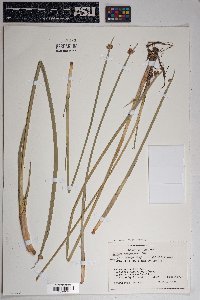 Schoenoplectus americanus image