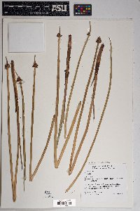 Schoenoplectus americanus image