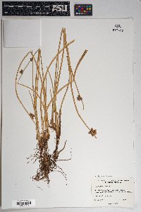 Schoenoplectus americanus image