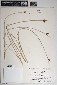 Schoenoplectus americanus image