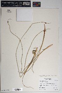 Schoenoplectus americanus image