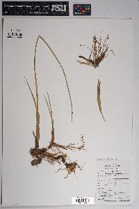 Schoenoplectus americanus image