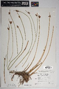 Schoenoplectus americanus image