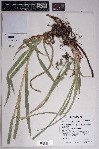 Scirpus microcarpus image