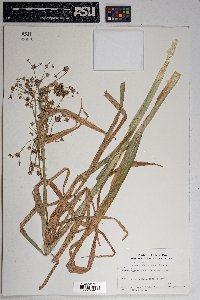 Scirpus microcarpus image