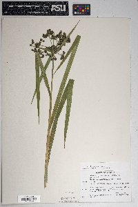 Scirpus microcarpus image