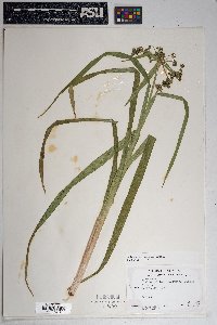 Scirpus microcarpus image