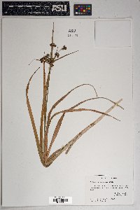 Cerastium texanum image