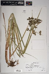 Scirpus microcarpus image