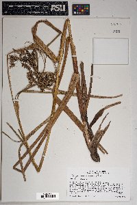 Scirpus microcarpus image