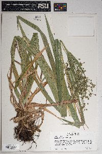 Scirpus microcarpus image