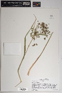 Scirpus microcarpus image