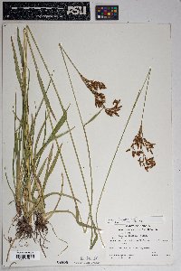 Scirpus pendulus image