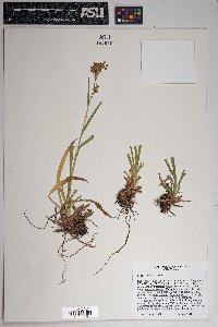 Scirpus pendulus image