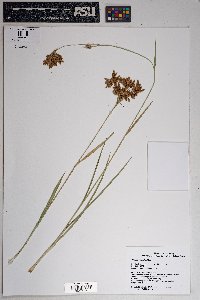 Scirpus pendulus image