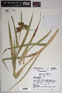 Scirpus pallidus image