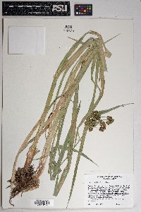 Scirpus pallidus image