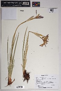 Iris missouriensis image