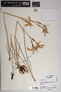 Iris missouriensis image