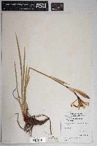 Iris missouriensis image