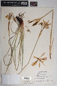 Iris missouriensis image