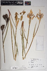 Iris missouriensis image