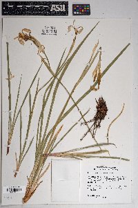 Iris missouriensis image