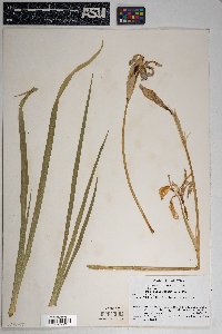 Iris missouriensis image