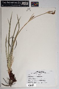 Iris missouriensis image