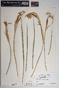 Iris missouriensis image