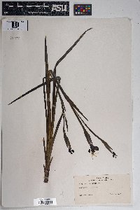 Sisyrinchium arizonicum image