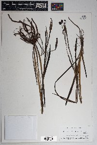 Sisyrinchium arizonicum image