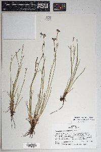 Sisyrinchium demissum image