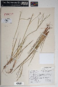 Sisyrinchium demissum image