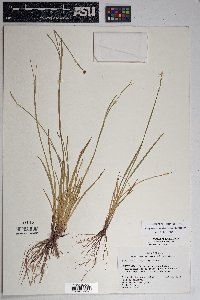 Sisyrinchium demissum image