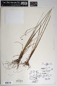 Sisyrinchium demissum image