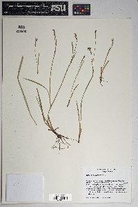 Sisyrinchium demissum image