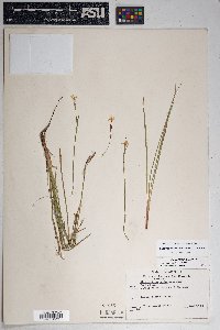 Sisyrinchium demissum image