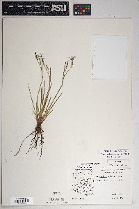 Sisyrinchium demissum image