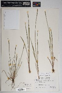 Sisyrinchium longipes image