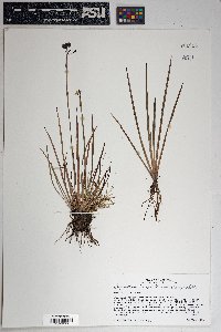 Sisyrinchium longipes image