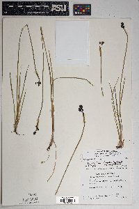 Sisyrinchium longipes image