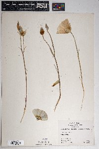 Calochortus ambiguus image