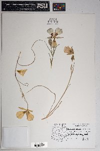 Calochortus ambiguus image