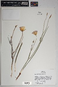 Calochortus ambiguus image